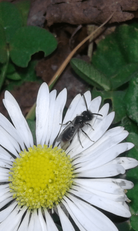 Apidae Andreninae?  S, Andrena (Micrandrena) sp.